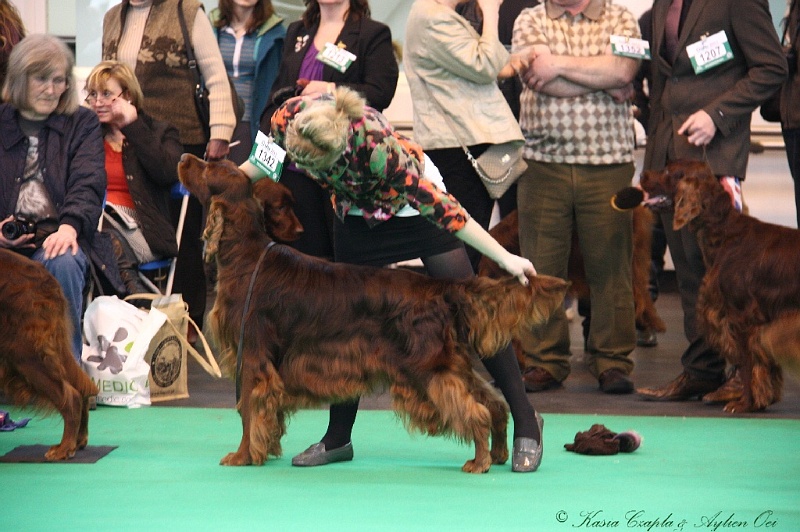 Crufts2011 728.jpg